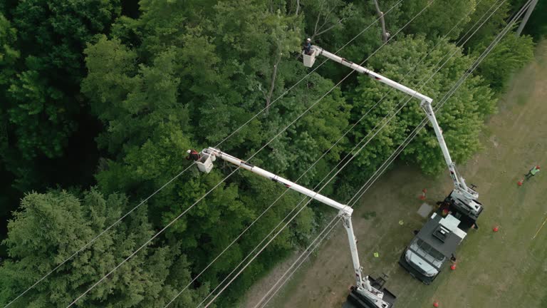 How Our Tree Care Process Works  in  Grenada, MS